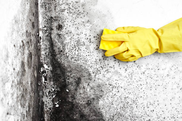 Best Insurance-Related Mold Remediation in Anadarko, OK