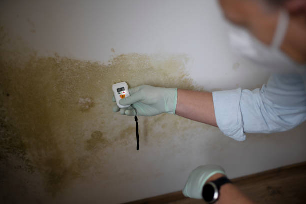 Best Post-Flood Mold Remediation in Anadarko, OK