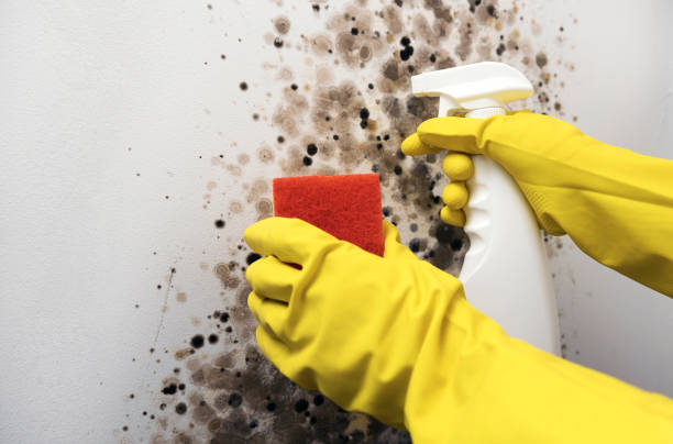 Best Mold Remediation for Schools in Anadarko, OK