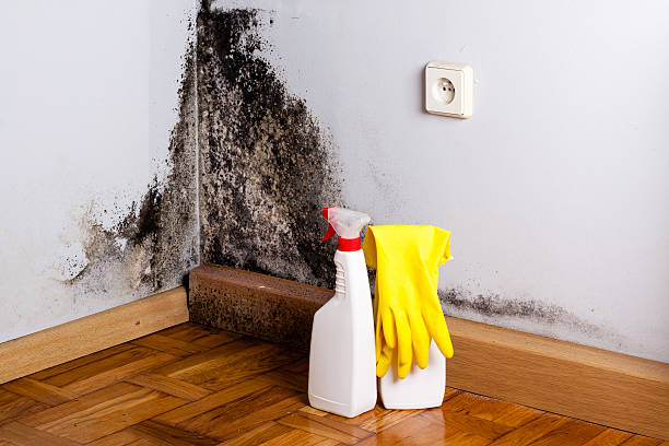 Best Health and Safety Mold Remediation in Anadarko, OK