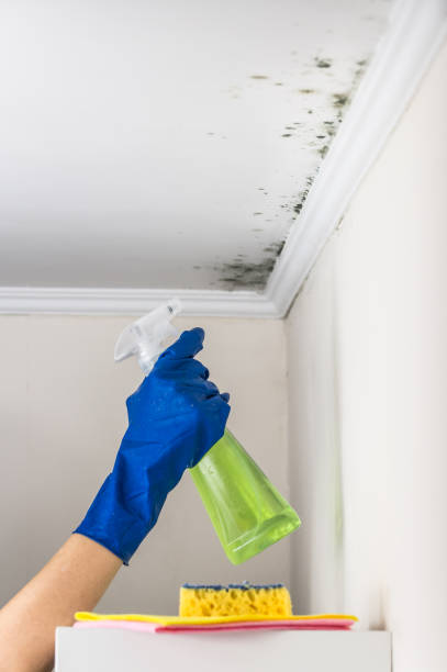 Best Kitchen Mold Remediation in Anadarko, OK